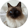 logo profil google